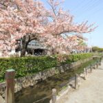 曳舟川沿いウォーキング＆お花見