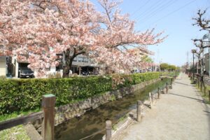 曳舟川沿いウォーキング＆お花見