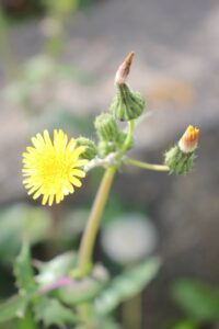 新金線を活用した新たな交通システム整備構想