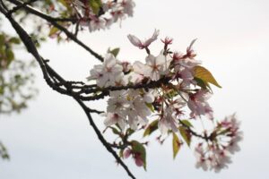 新金線を活用した新たな交通システム整備構想